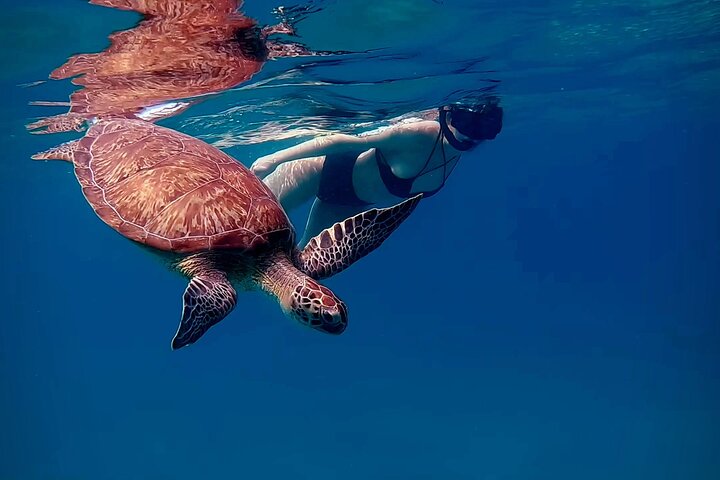 A Turtle Snorkeling Tours Aruba guest snorkeling beside a green sea turtle